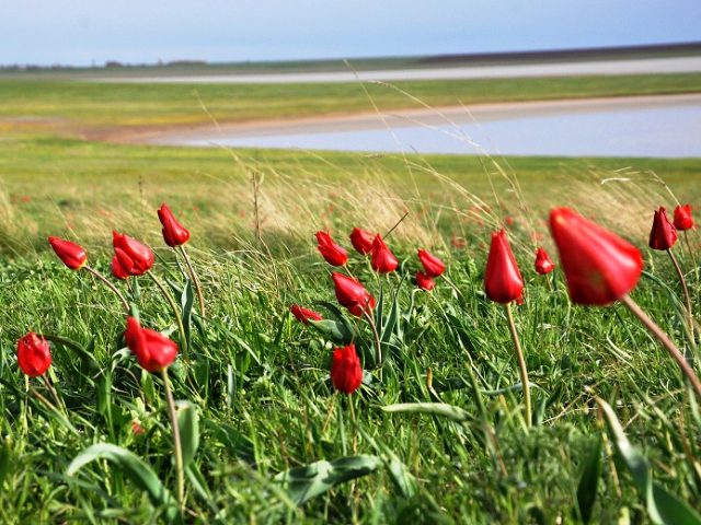 Wild tulips